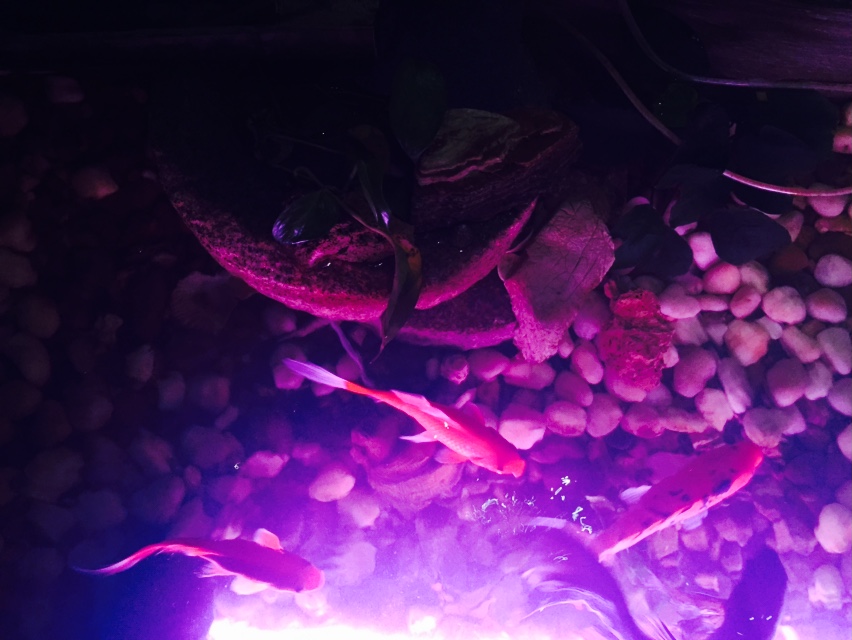 三圓小清新風(fēng)范