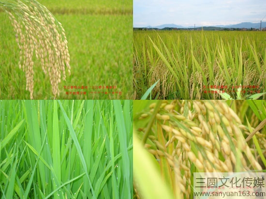 無(wú)公害農(nóng)產(chǎn)品